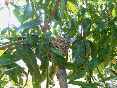 Nido de pájaros en un mango ecológico