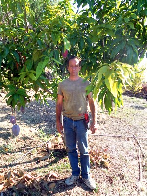 Producción ecológica de mangos en Andalucía