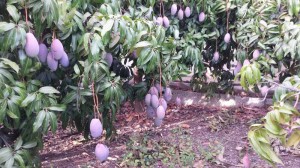 mangue ecologico campaña 2016