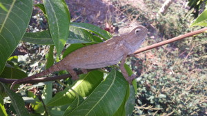 Camaleón en rama de mango ecológico