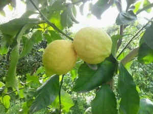 Citron bio Primofiori