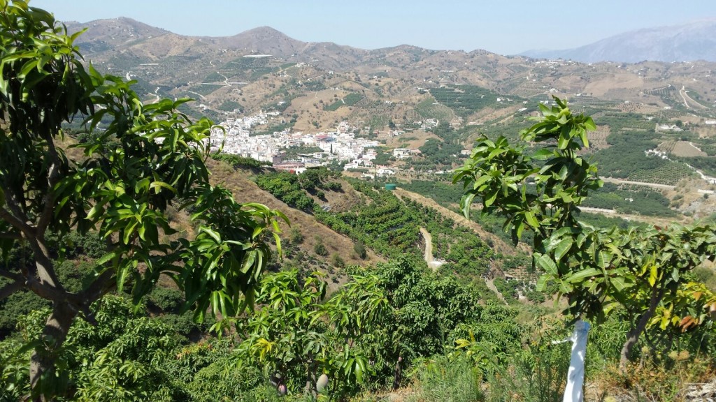 Bio de ferme de mangue