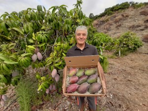 Agricultor orgánico con caja Osteen de mango orgánico