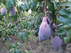 Plantación de mango orgánico en Andalucía España