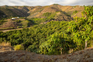 Finca de mango ecológico