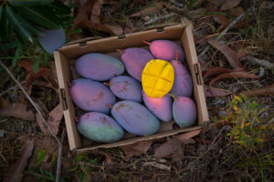 Caja de mangos ecológicos FRUTAS BIOBENA