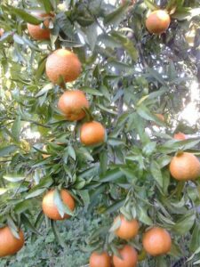 Mandarinenbaum