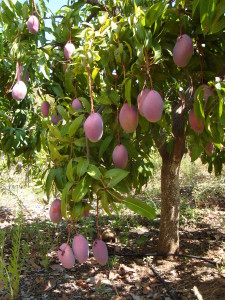 Bio Mango Osteen