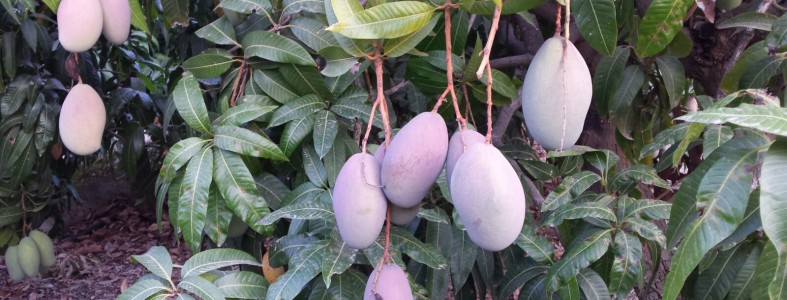Mango Osteen Ecológico