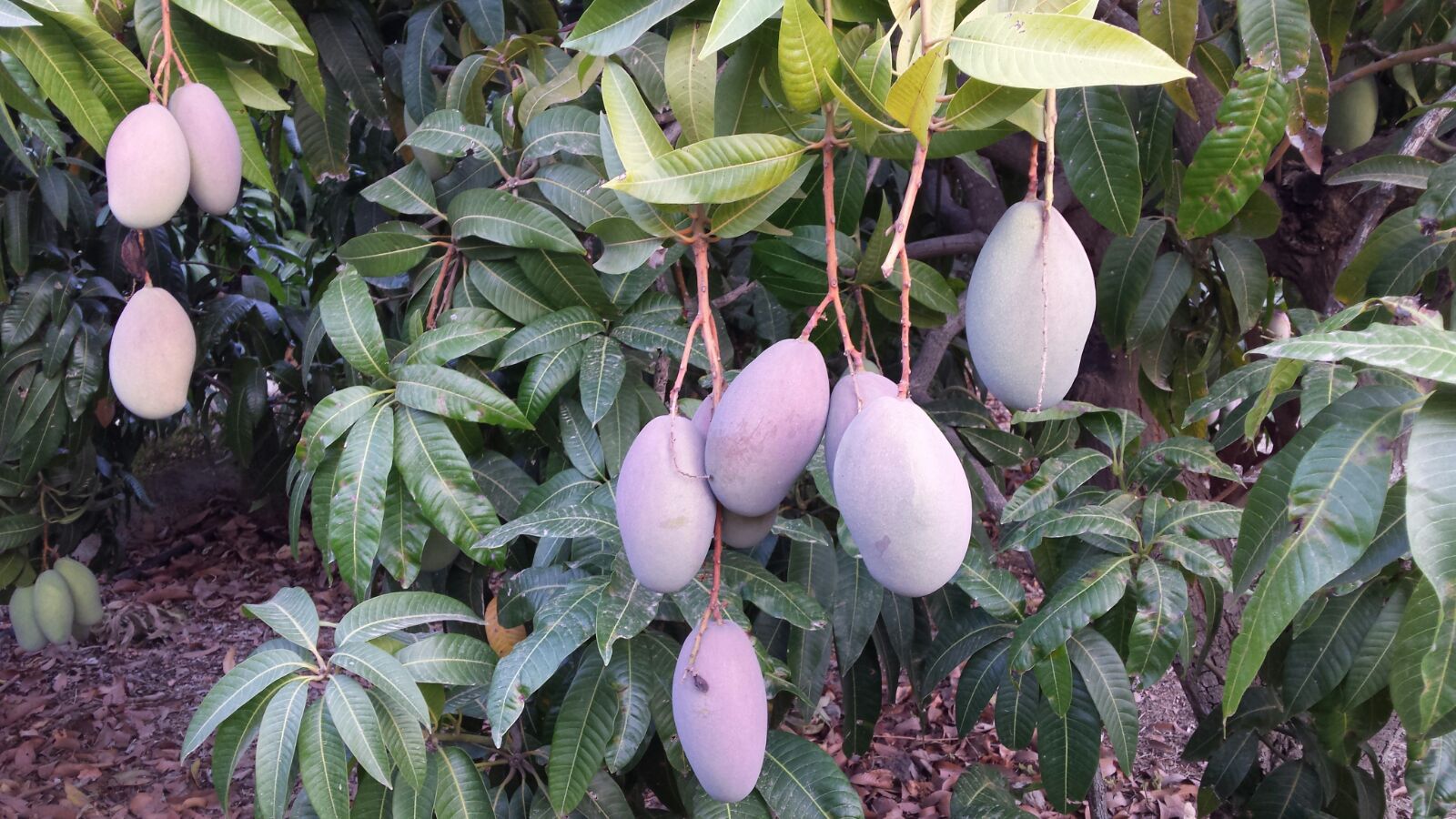 Mango Osteen Ecológico