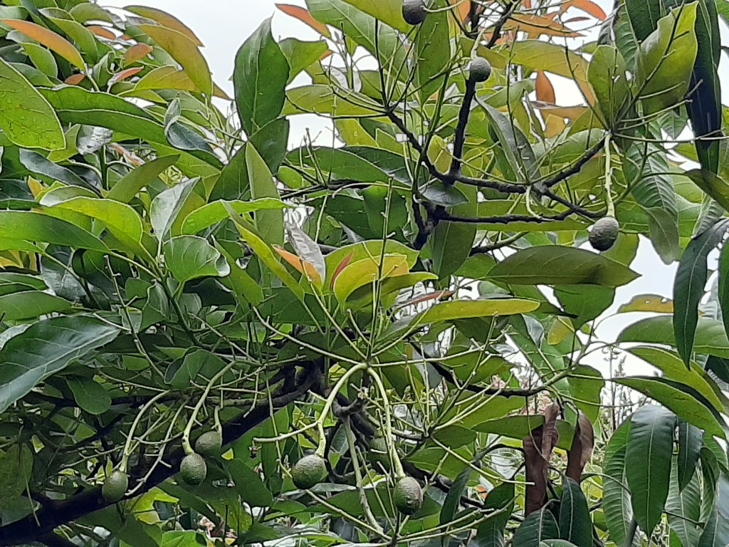 Bio Avocado Hass in Andalusien