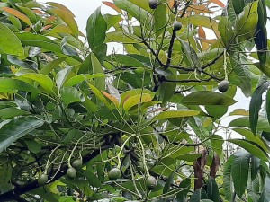 Bio Avocado Hass in Andalusien