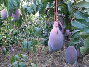 Bio Mango Plantage in Andalusien Spanien