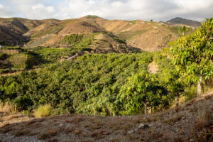 Bio Mango Finca