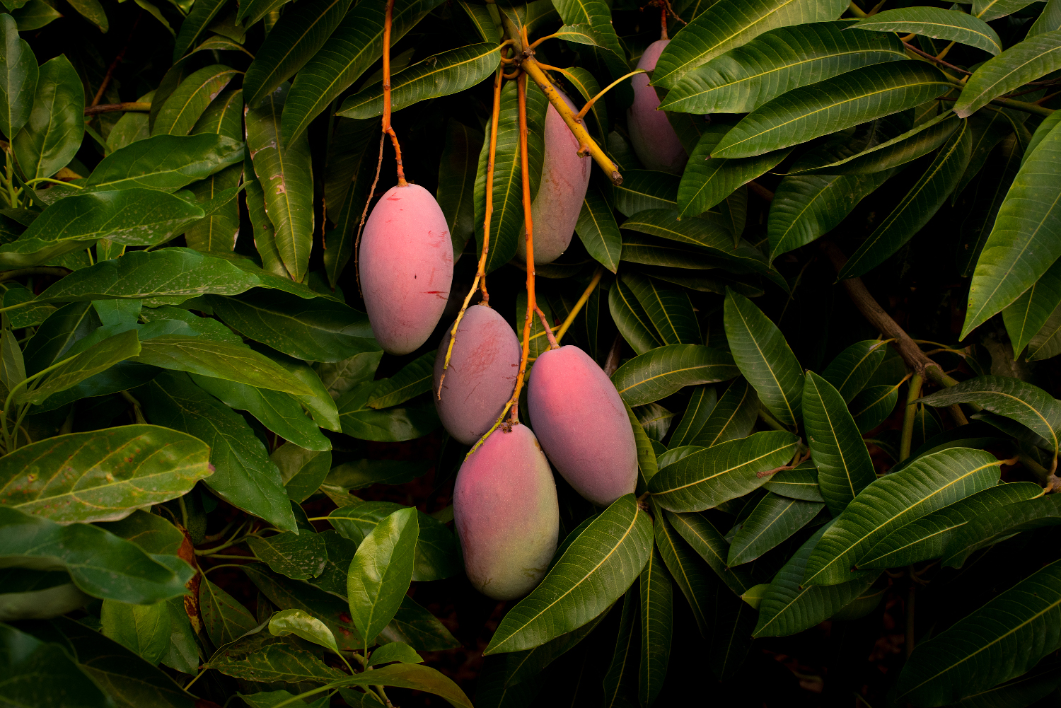 FRUITS TROPICAUX